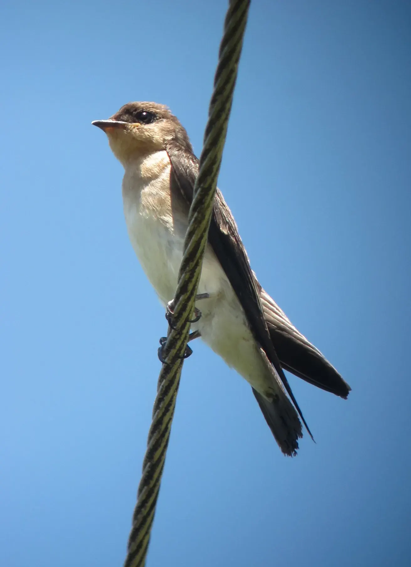 Golondrina barranquera posada en una rama seca