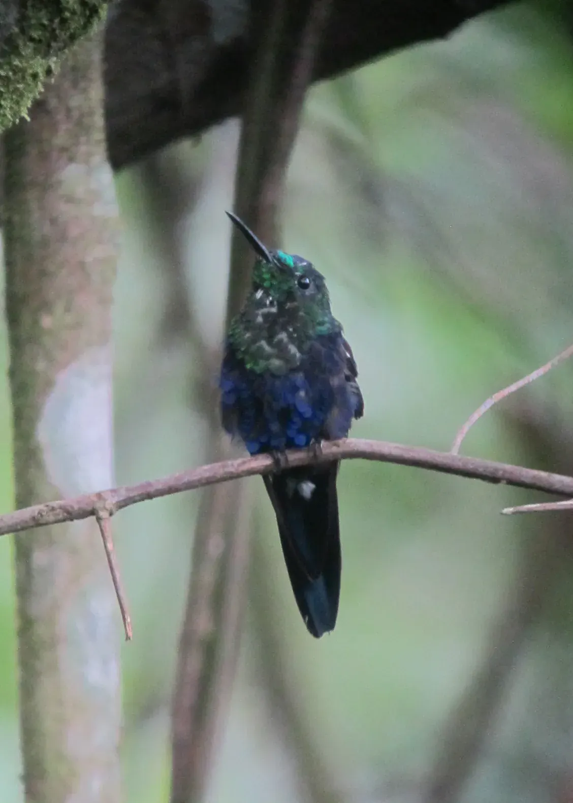 Ninfa coroniazul, colibrí verde y azul