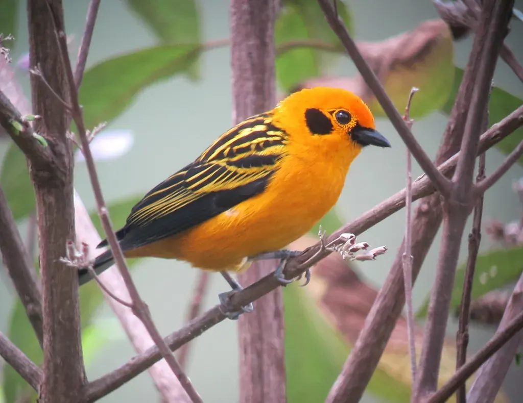 Tángara dorada de plumaje amarillo y negro