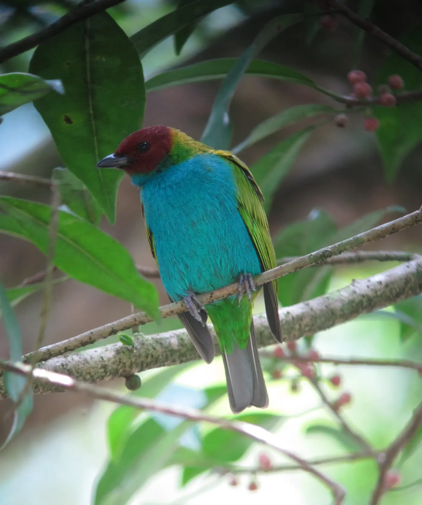 Tángara cabecirrufa, de cabeza rojiza y cuerpo verde, posada en una rama