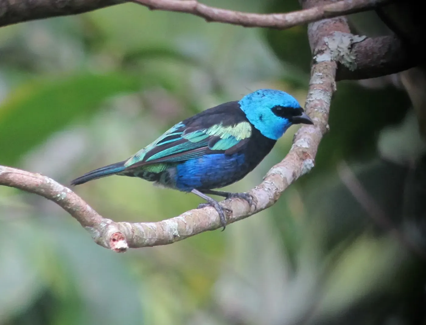 Tángara real de cabeza azul turquesa