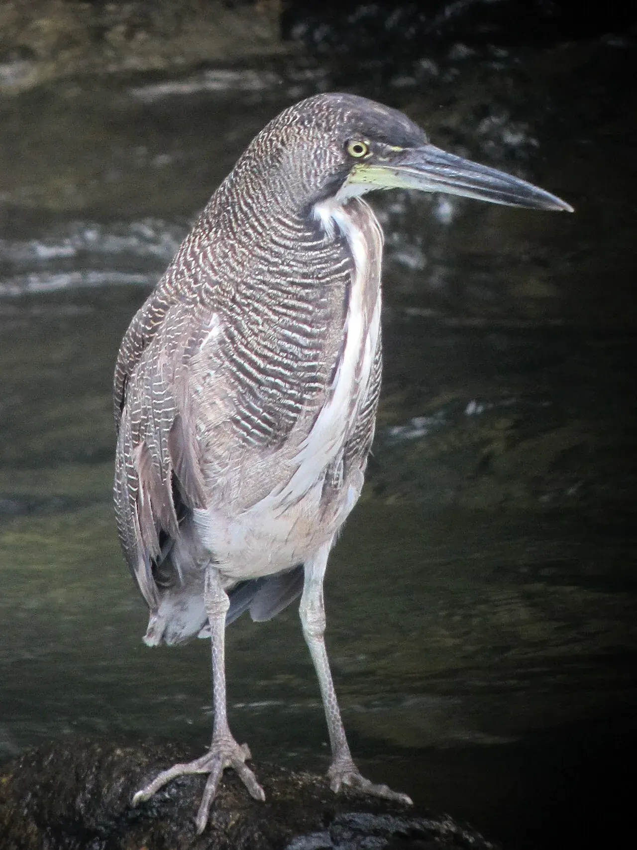 Vaco cabecinegro, garza de río, sobre una roca